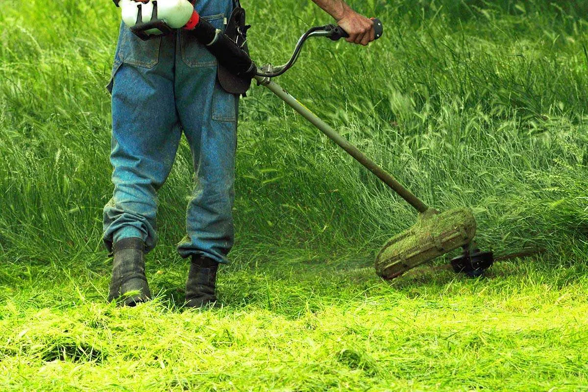 A worker clearing excess vegetation with a brush cutter